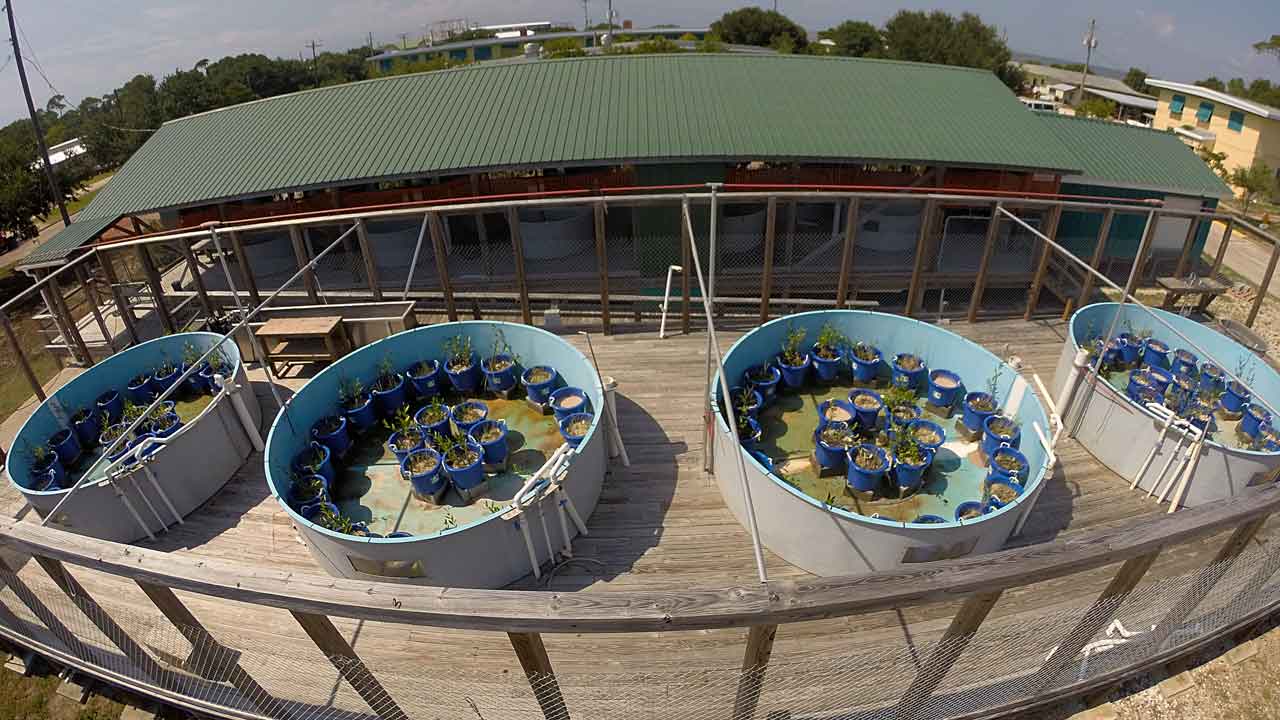 aerial view of mesocosms