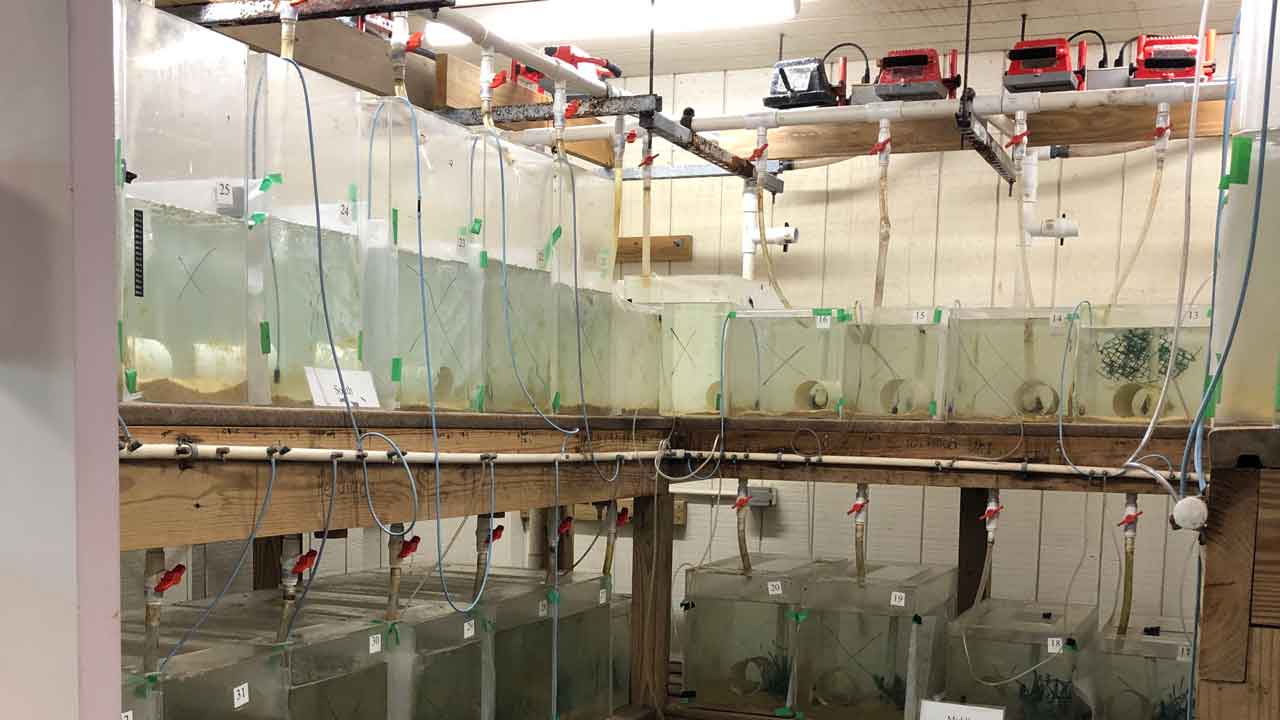 tanks set up in conditioned wet lab