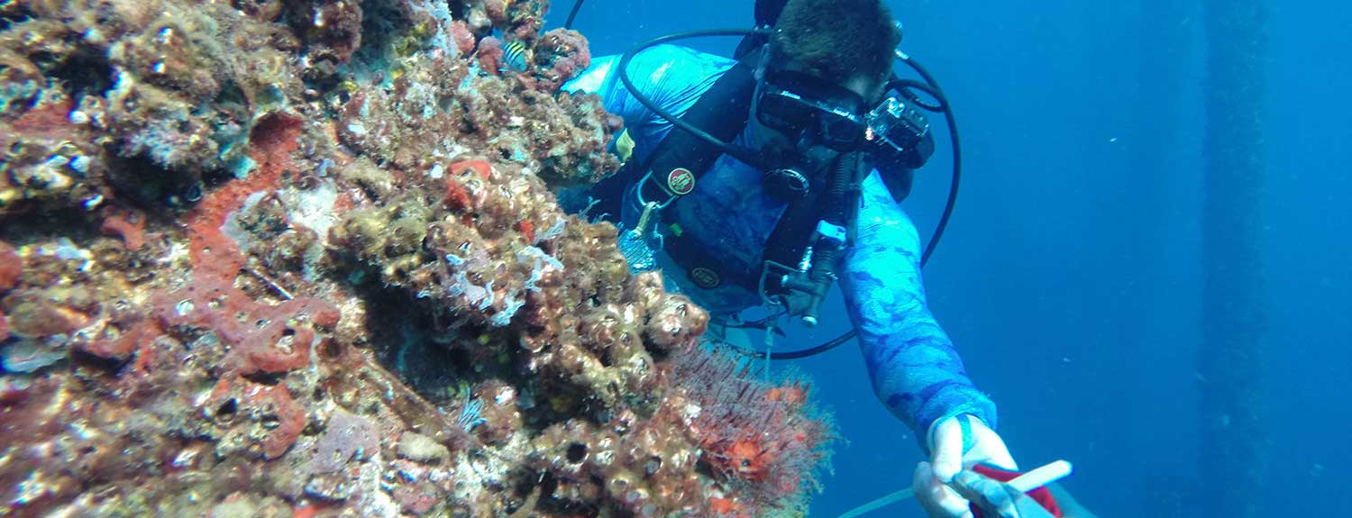 Scientific diver in the water