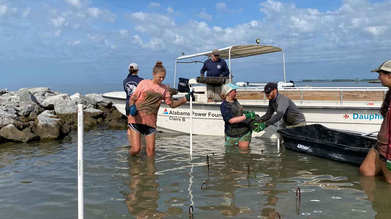 Oyster deployment with support of Claire B Carolina Skiff funded by the Alabama Power Foundation.