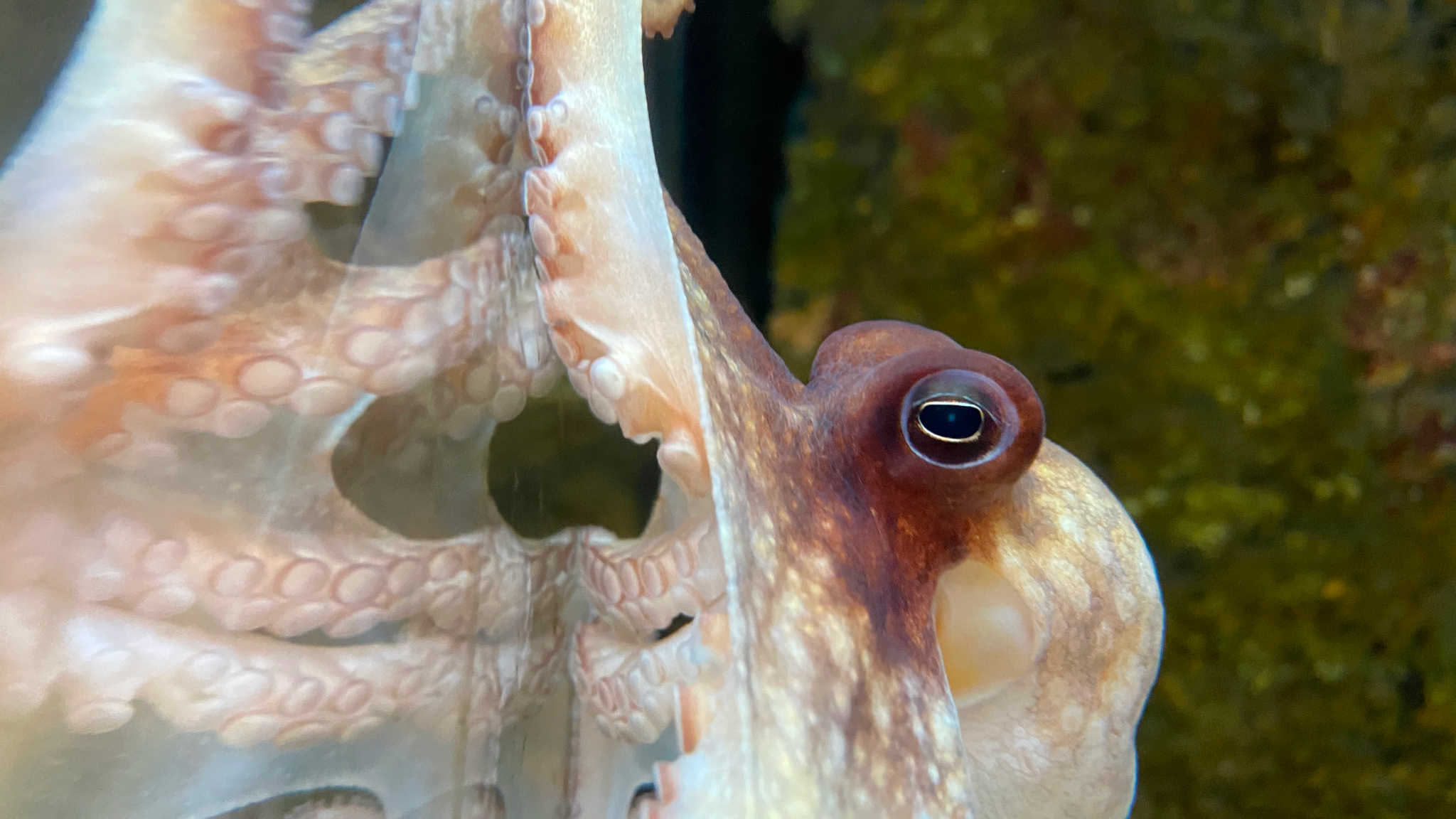 Closeup of octopus inside a tank on the glass