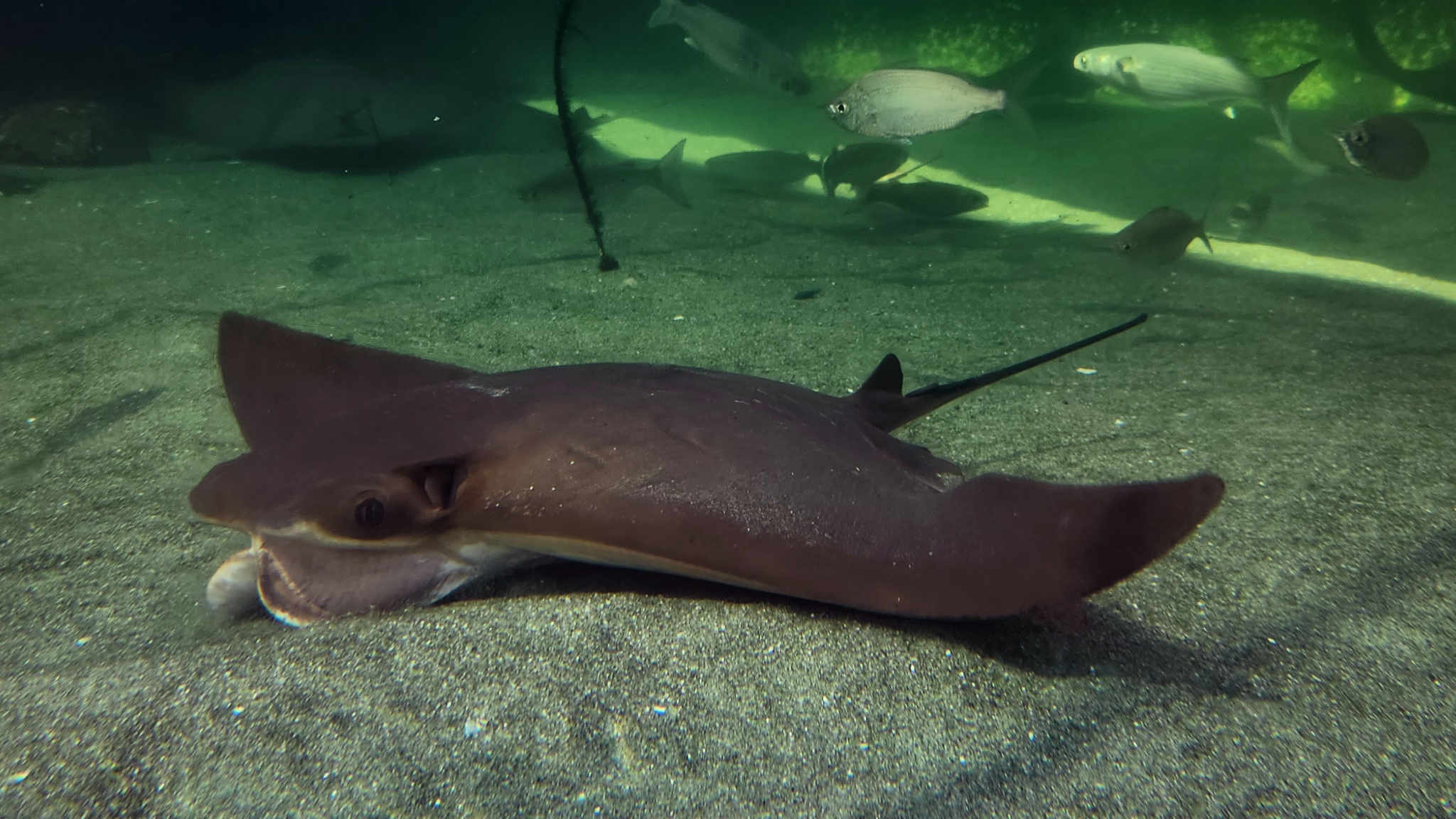 Cownose ray sitting on a sandy bottom in a tank