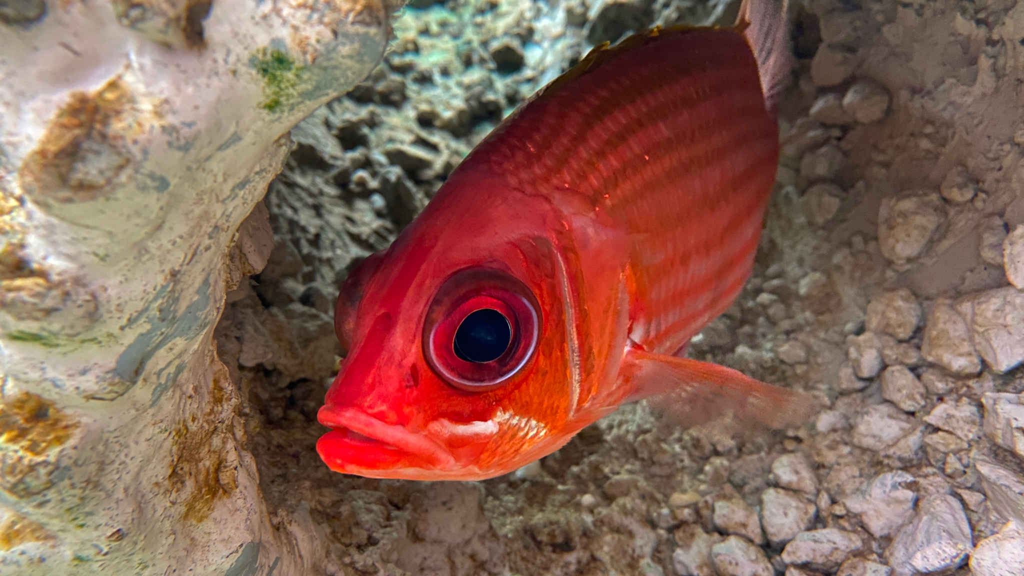 Closeup of a redfish hiding in some coral
