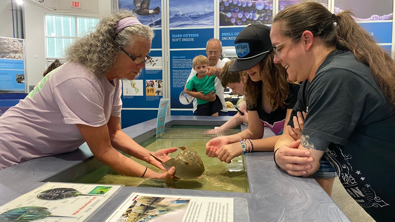 The 10,000-gallon cownose rays touch tank has re-opened in right