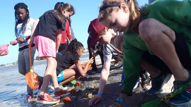 Students on the beach with nets digging in the sand