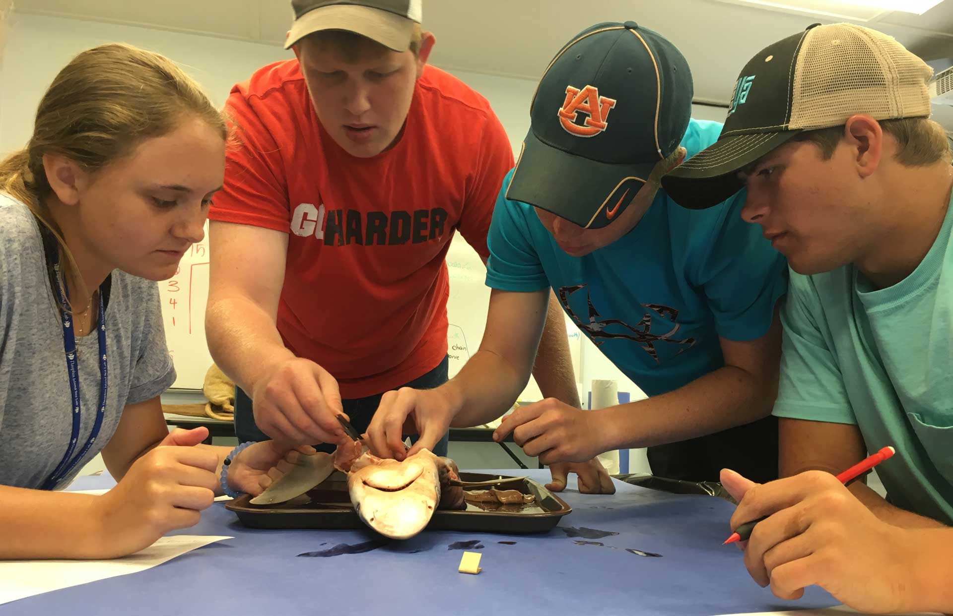 Shark dissection during Residential Marine Science Class