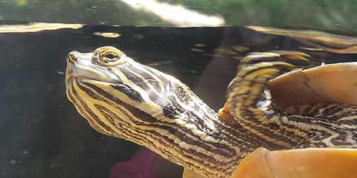 Slider turtle in the aquarium tank