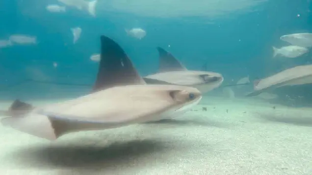 Cownose rays in the touch tank