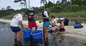 Heck lab works to restore seagrass in Naval Live Oaks - Dauphin Island ...