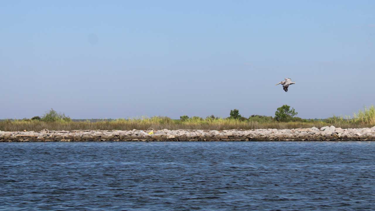 pelican in flight