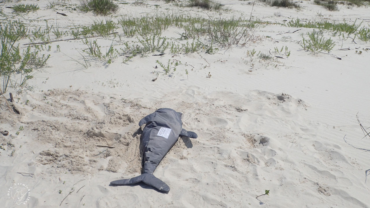 dolphin decoy on beach