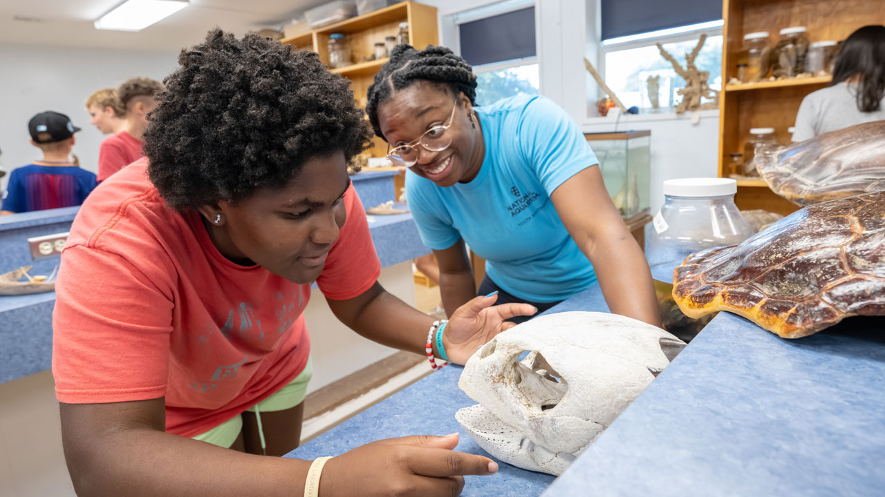 students examine sea turtle skull.