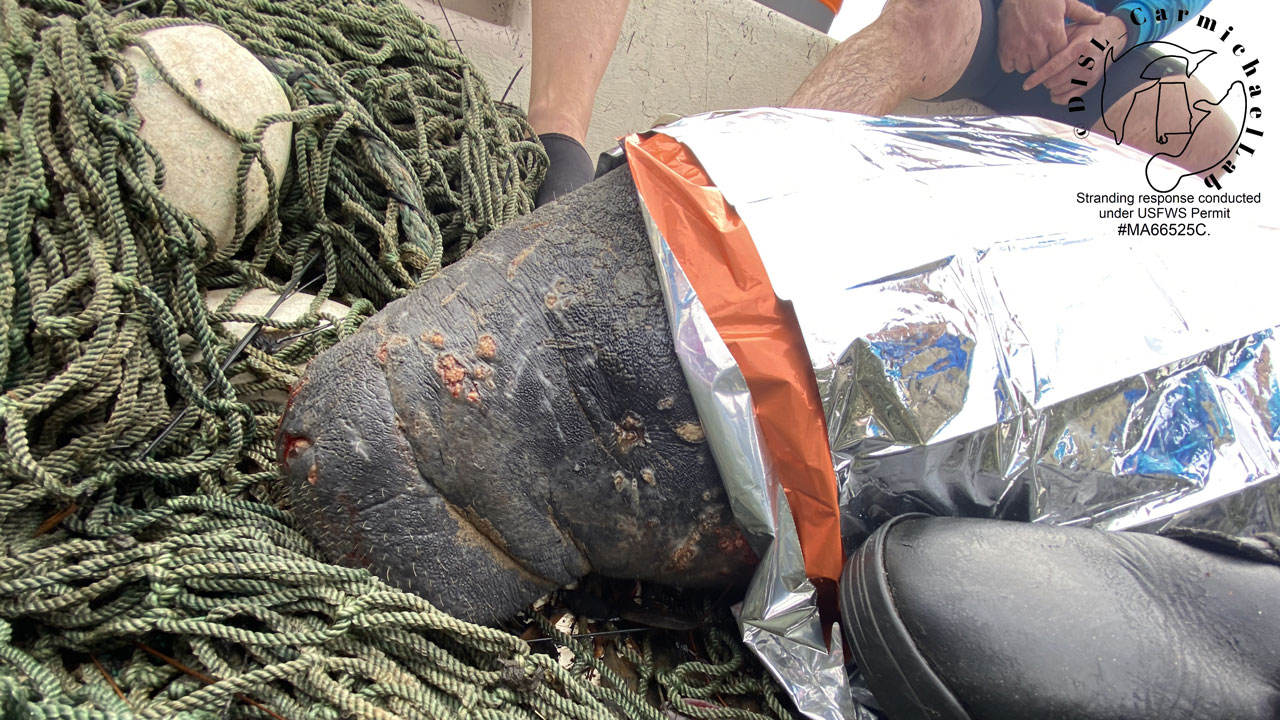 manatee rescued from industrial canal