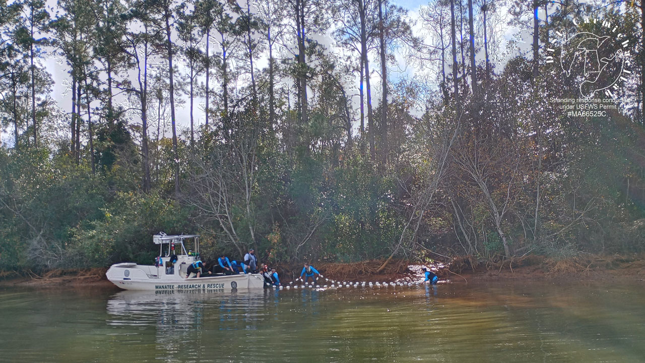 manatee rescued from industrial canal