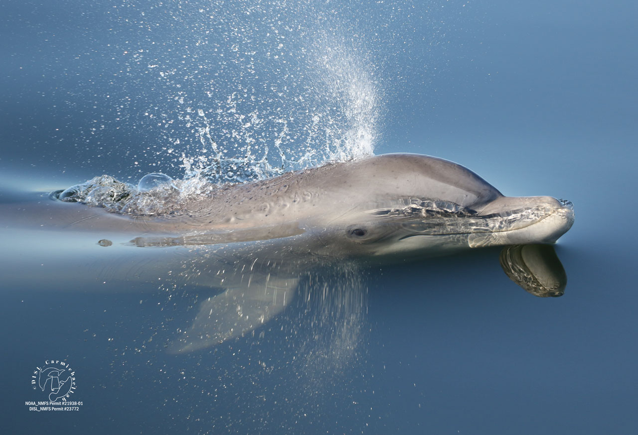 dolphin surfaces in bay