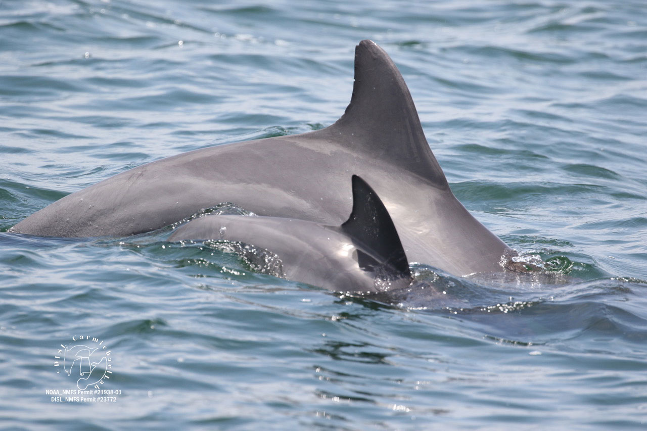 dorsal fins of two dolphins are visible above the water surface