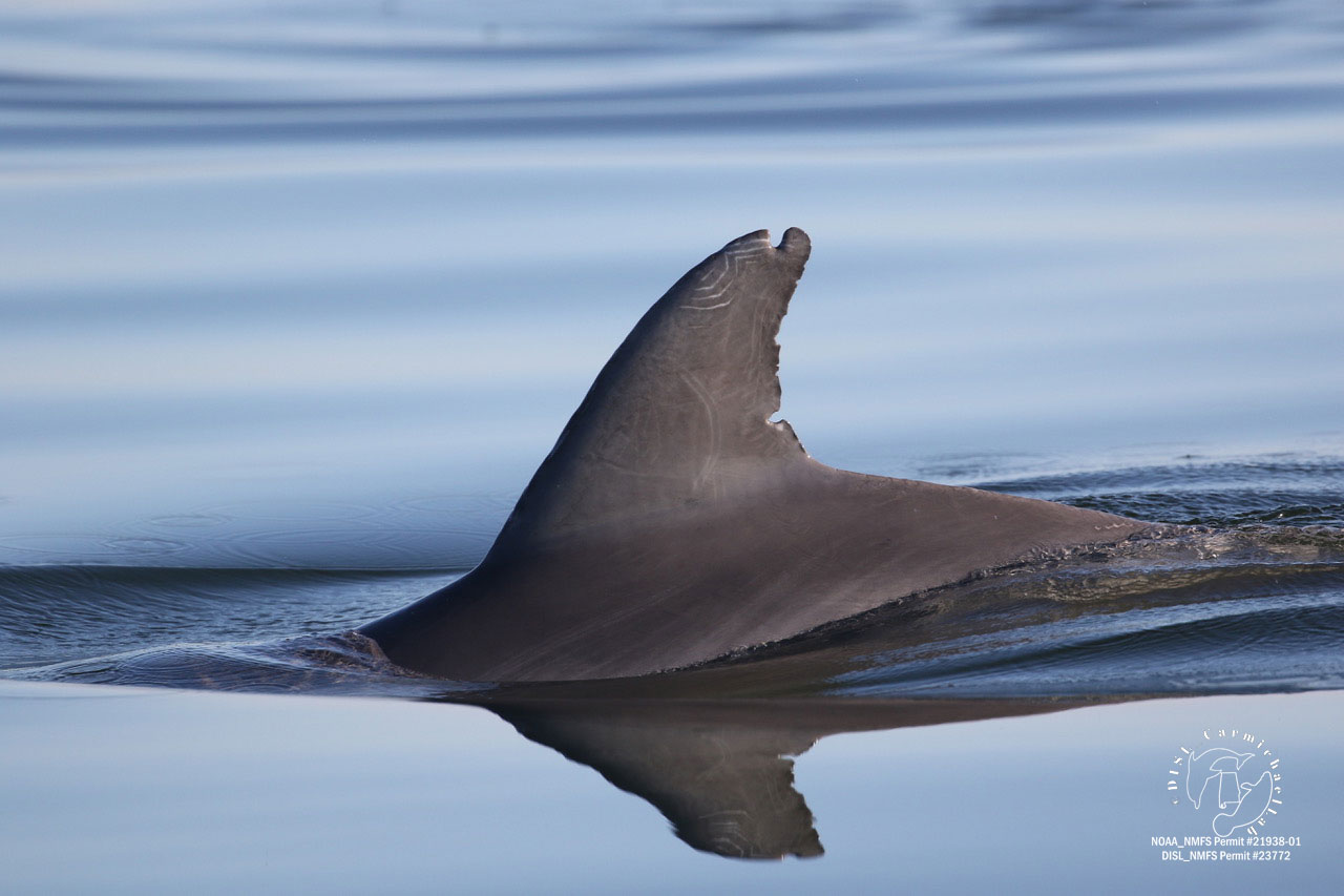 dorsal fins of two dolphins are visible above the water surface