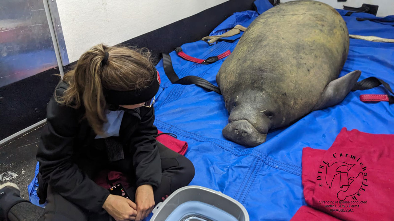 manatee rescued from magnolia river community