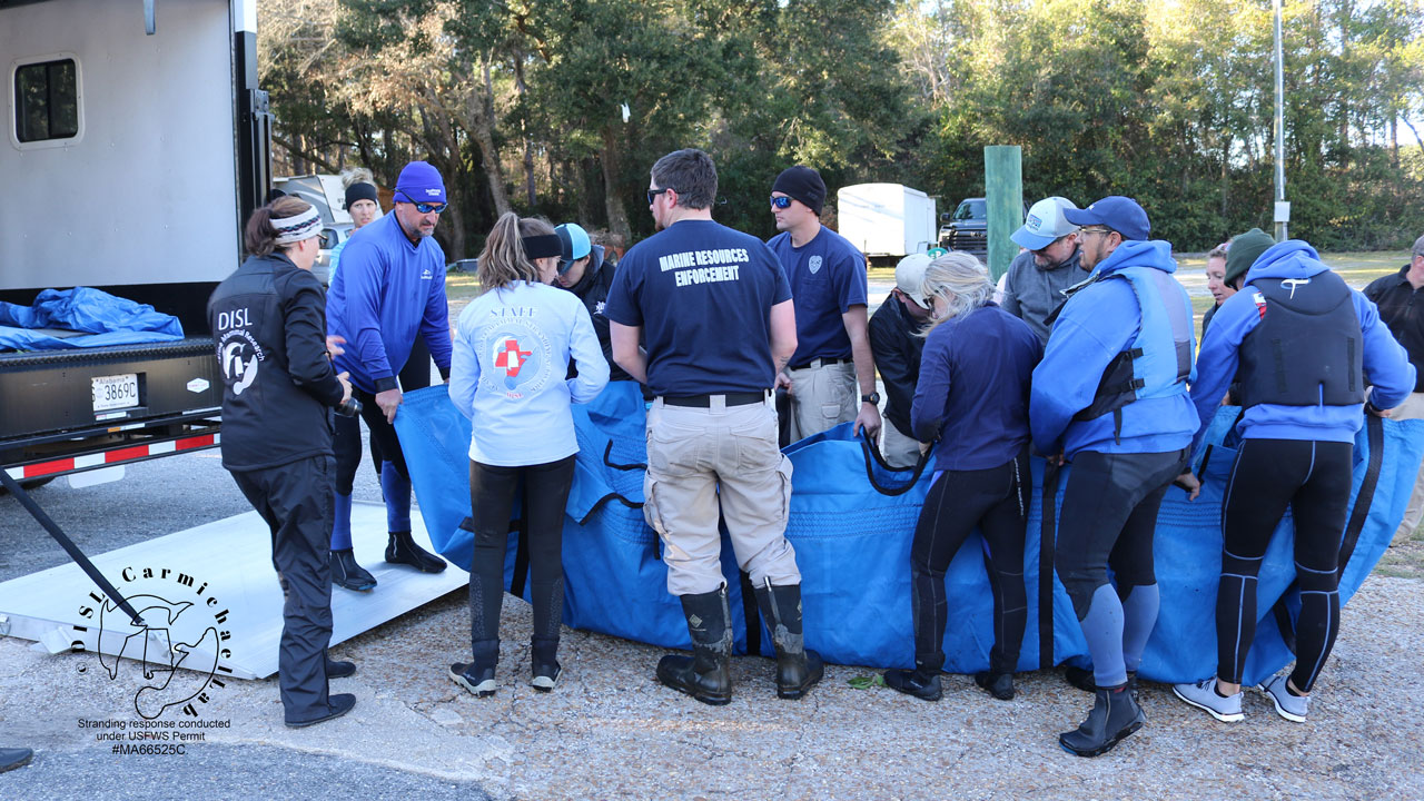 manatee rescued from magnolia river community