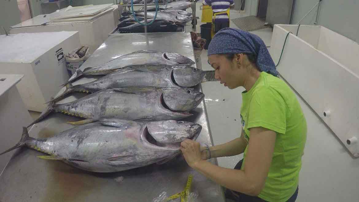 Laia Munoz collecting yellowfin tuna samples