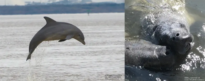 Left image: dolphin jumping out of the water, right image: two manatees surfacing