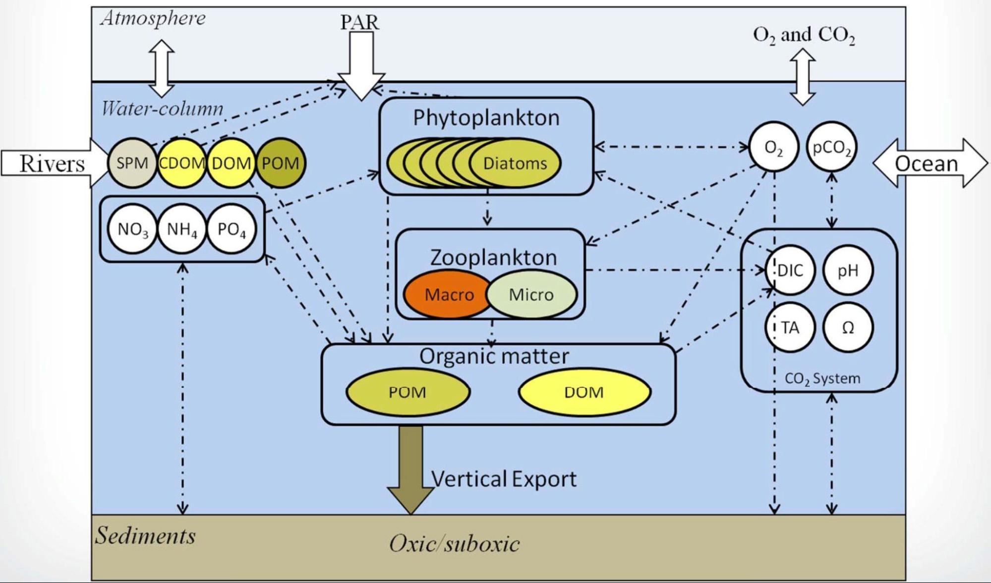Conceptual diagram of a lower trophic level and biogeochemical model developed by Lehrter et al. (2017) called the Coastal General Ecosystem Model (CGEM)